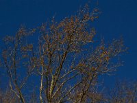 11-15-15-Nanjemoy-28354
