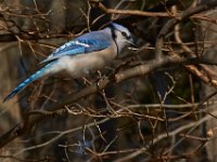 04-16-16-Rocky Gorge-21075