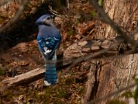 04-16-16-Rocky Gorge-21094