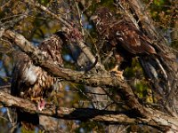 04-17-16-Mattawoman Creek-21350