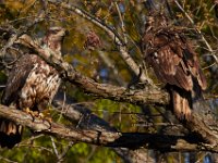 04-17-16-Mattawoman Creek-21377