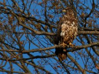 04-17-16-Mattawoman Creek-21402