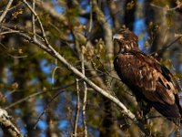 04-17-16-Mattawoman Creek-21414