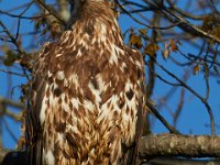 04-17-16-Mattawoman Creek-21435
