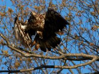 04-17-16-Mattawoman Creek-21437