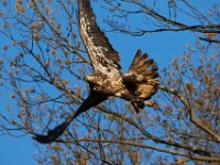 04-17-16-Mattawoman Creek-21439