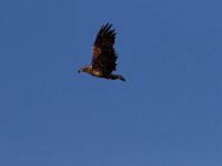 04-17-16-Mattawoman Creek-21446