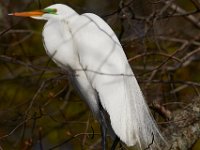 04-17-16-Mattawoman Creek-21464