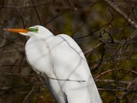 04-17-16-Mattawoman Creek-21467