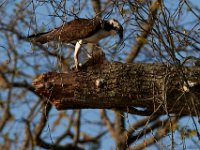 04-17-16-Mattawoman Creek-21510