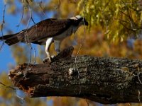 04-17-16-Mattawoman Creek-21527