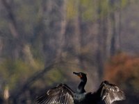04-17-16-Mattawoman Creek-21590