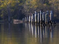 04-17-16-Mattawoman Creek-21637