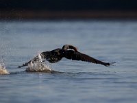 04-24-16-Nanjemoy-22074