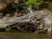 04-24-16-Nanjemoy-22237