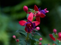 06-04-16-G-Mas Flowers-24083