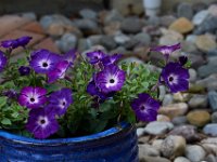06-04-16-G-Mas Flowers-24086