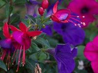 06-04-16-G-Mas Flowers-24103