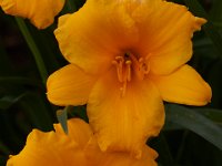 06-04-16-G-Mas Flowers-24118