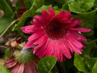 06-04-16-G-Mas Flowers-24140