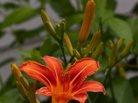 06-04-16-G-Mas Flowers-24149