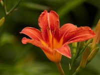 06-04-16-G-Mas Flowers-24163