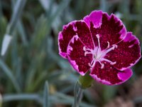 06-04-16-G-Mas Flowers-24169