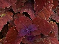 06-04-16-G-Mas Flowers-24181