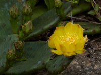 06-04-16-G-Mas Flowers-24183