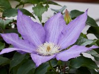 06-04-16-G-Mas Flowers-24204