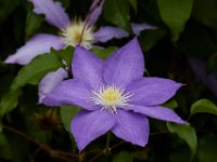 06-04-16-G-Mas Flowers-24221