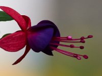 06-04-16-G-Mas Flowers-24240