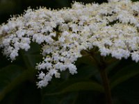 06-04-16-Mattawoman-23583