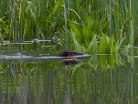 06-04-16-Mattawoman-23605