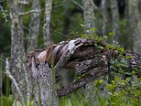 06-04-16-Mattawoman-23621