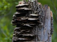 06-04-16-Mattawoman-23637