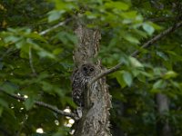 06-19-16-Piscataway-24864