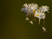 06-19-16-Piscataway-25018