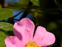 06-19-16-Piscataway-25027