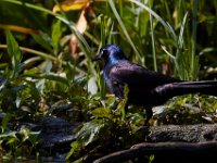 06-19-16-Piscataway-25202