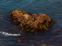 07-01-16-California-28480