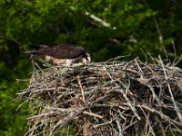 06-24-16-Selbys Landing-25357