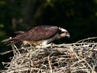 06-24-16-Selbys Landing-25374