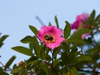 06-24-16-Selbys Landing-25423