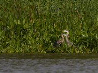 06-24-16-Selbys Landing-25571