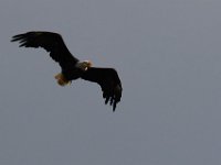 06-24-16-Selbys Landing-25592