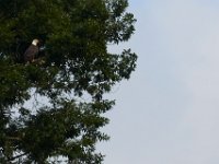 06-24-16-Selbys Landing-25600