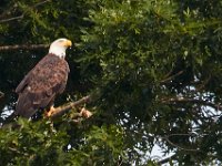 06-24-16-Selbys Landing-25608