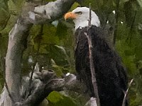 06-25-16-Nanjemoy-25652