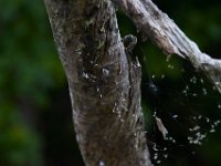 06-25-16-Nanjemoy-25750